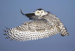snowy owl (Bubo scandiacus)
