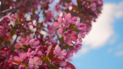 What's the problem with an early spring?
