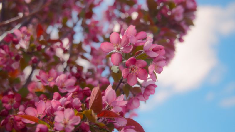 What's the problem with an early spring?