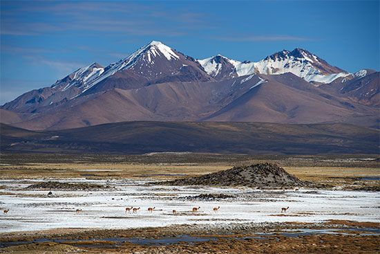 Vicuna (Vicugna vicugna)  herd