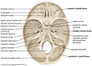 internal surface of the human skull