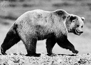 Grizzly bear (Ursus arctos horribilis).