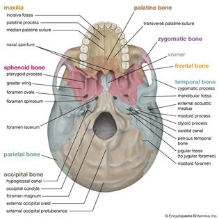 The human skull as seen from below