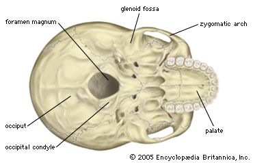 human skull