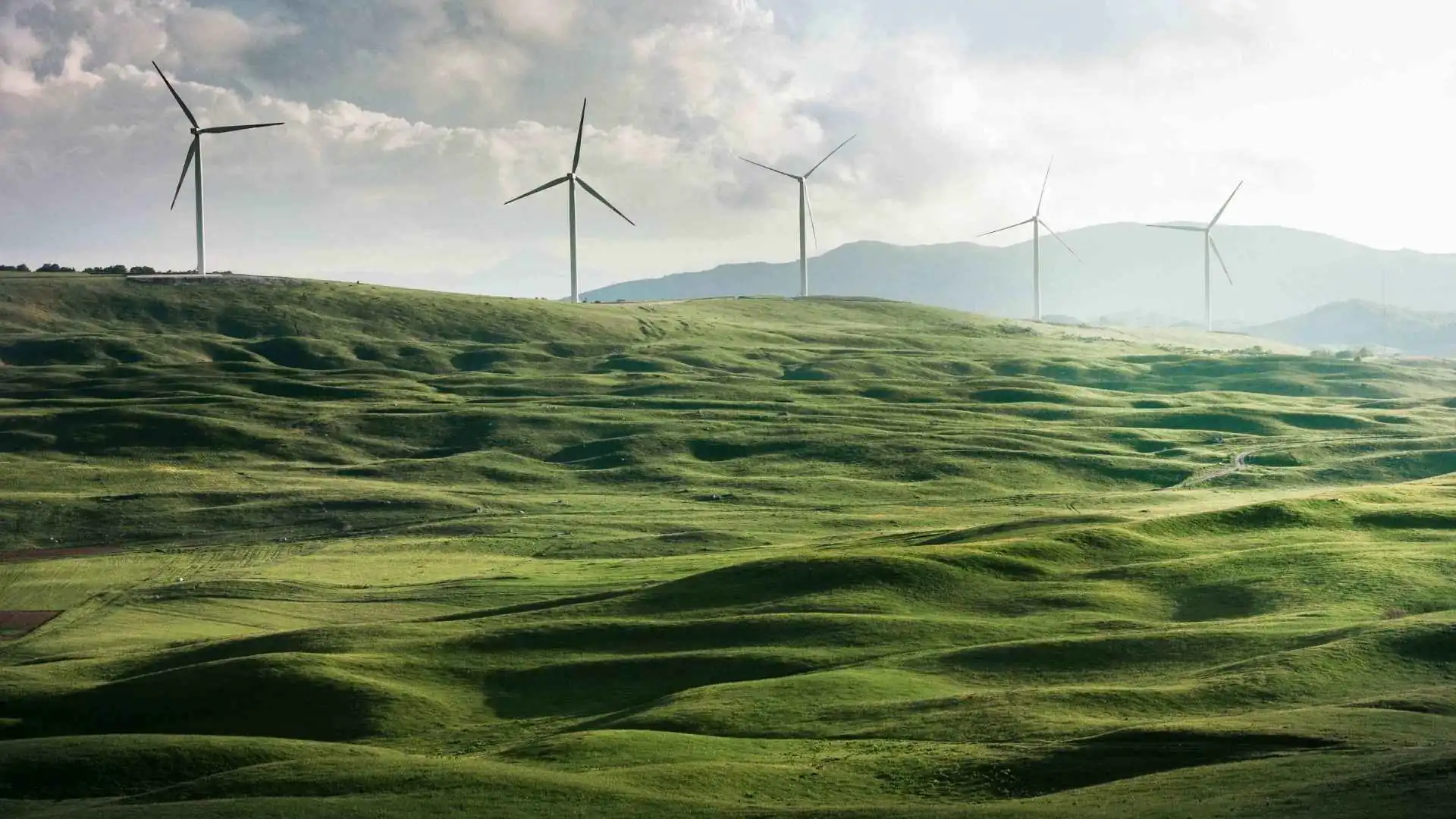 wind turbines in a green field