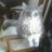 Kerri Checchia, profile picture