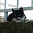 Toupeiro Toupeira, profile picture