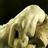 Patricia Spano, profile picture
