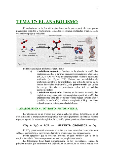 Anabolismo