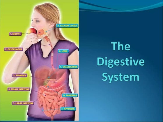 Digestive system for Junior High School  Grade 8