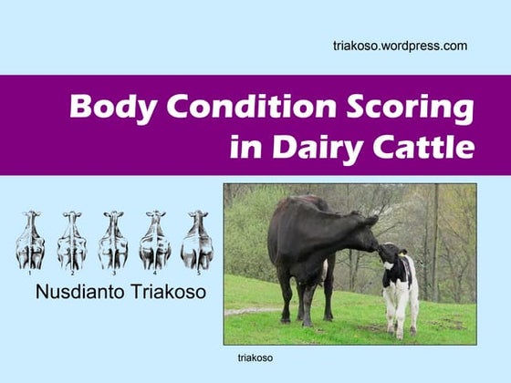 Body Condition Scoring In Dairy Cattle - Triakoso