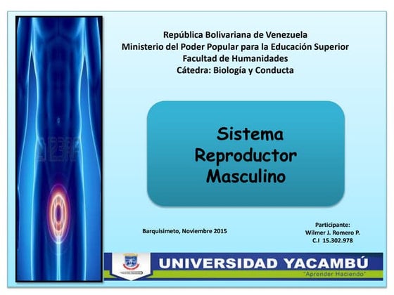 Sistema masculino y femenino