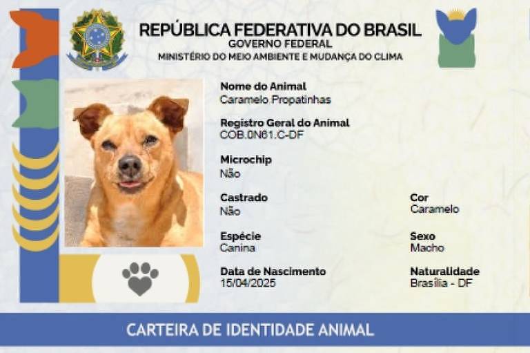 Governo lança RG para cães e gatos; tire dúvidas sobre o cadastro