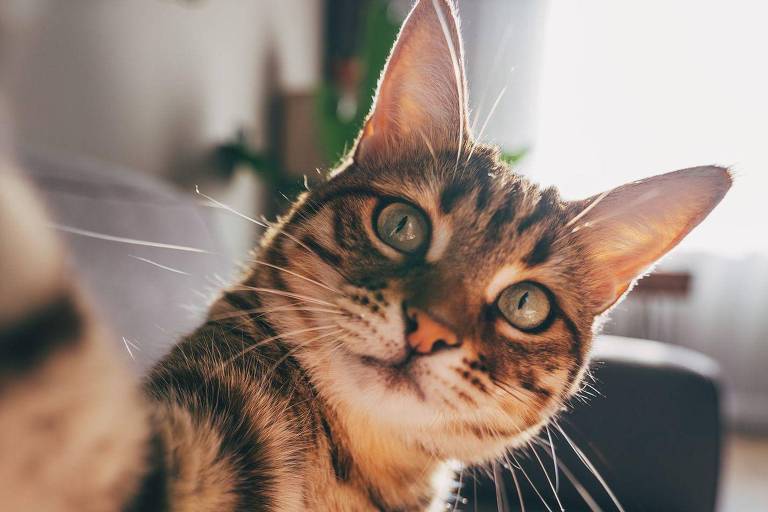 Como gatos com demência podem ajudar a encontrar novos tratamentos para Alzheimer