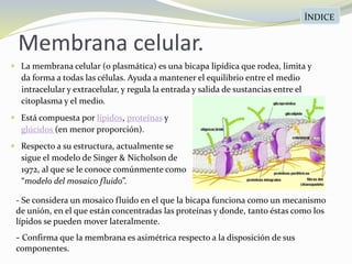 Membrana celular.
 La membrana celular (o plasmática) es una bicapa lipídica que rodea, limita y
da forma a todas las células. Ayuda a mantener el equilibrio entre el medio
intracelular y extracelular, y regula la entrada y salida de sustancias entre el
citoplasma y el medio.
 Está compuesta por lípidos, proteínas y
glúcidos (en menor proporción).
 Respecto a su estructura, actualmente se
sigue el modelo de Singer & Nicholson de
1972, al que se le conoce comúnmente como
“modelo del mosaico fluido”.
ÍNDICE
- Se considera un mosaico fluido en el que la bicapa funciona como un mecanismo
de unión, en el que están concentradas las proteínas y donde, tanto éstas como los
lípidos se pueden mover lateralmente.
- Confirma que la membrana es asimétrica respecto a la disposición de sus
componentes.
 