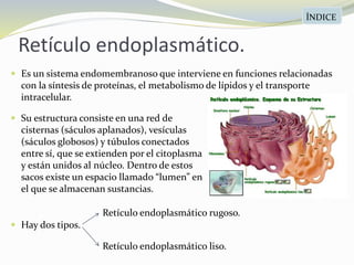Retículo endoplasmático.
ÍNDICE
 Su estructura consiste en una red de
cisternas (sáculos aplanados), vesículas
(sáculos globosos) y túbulos conectados
entre sí, que se extienden por el citoplasma
y están unidos al núcleo. Dentro de estos
sacos existe un espacio llamado “lumen” en
el que se almacenan sustancias.
 Hay dos tipos.
 Es un sistema endomembranoso que interviene en funciones relacionadas
con la síntesis de proteínas, el metabolismo de lípidos y el transporte
intracelular.
Retículo endoplasmático rugoso.
Retículo endoplasmático liso.
 