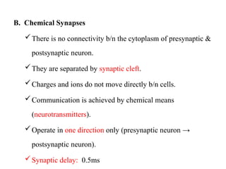 B. Chemical Synapses
There is no connectivity b/n the cytoplasm of presynaptic &
postsynaptic neuron.
They are separated by synaptic cleft.
Charges and ions do not move directly b/n cells.
Communication is achieved by chemical means
(neurotransmitters).
Operate in one direction only (presynaptic neuron →
postsynaptic neuron).
Synaptic delay: 0.5ms
 