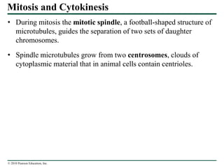 © 2010 Pearson Education, Inc.
Mitosis and Cytokinesis
• During mitosis the mitotic spindle, a football-shaped structure of
microtubules, guides the separation of two sets of daughter
chromosomes.
• Spindle microtubules grow from two centrosomes, clouds of
cytoplasmic material that in animal cells contain centrioles.
 