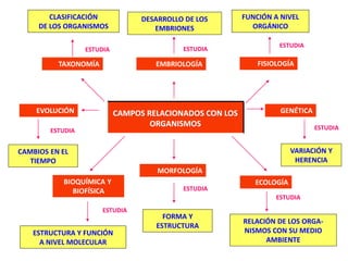 TAXONOMÍA
CLASIFICACIÓN
DE LOS ORGANISMOS
ESTUDIA
BIOQUÍMICA Y
BIOFÍSICA
ESTRUCTURA Y FUNCIÓN
A NIVEL MOLECULAR
ESTUDIA
EMBRIOLOGÍA
ESTUDIA
DESARROLLO DE LOS
EMBRIONES
FISIOLOGÍA
FUNCIÓN A NIVEL
ORGÁNICO
ESTUDIA
ECOLOGÍA
ESTUDIA
RELACIÓN DE LOS ORGA-
NISMOS CON SU MEDIO
AMBIENTE
EVOLUCIÓN
ESTUDIA
CAMBIOS EN EL
TIEMPO
ESTUDIA
GENÉTICA
VARIACIÓN Y
HERENCIA
MORFOLOGÍA
ESTUDIA
FORMA Y
ESTRUCTURA
CAMPOS RELACIONADOS CON LOS
ORGANISMOS
 