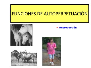 FUNCIONES DE AUTOPERPETUACIÓN
Reproducción
 