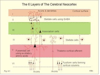 Physiology of Cortex