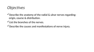 Objectives
Describe the anatomy of the radial & ulnar nerves regarding:
origin, course & distribution.
List the branches of the nerves.
Describe the causes and manifestations of nerve injury.
 