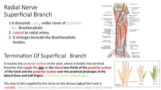 1 It descends ‫رد‬
‫ن‬
‫ح‬
‫ت‬ under cover of (covered
by) Brachioradialis
2 Lateral to radial artery
3 It emerges beneath the Brachioradialis
tendon.
Termination Of Superficial Branch
It reaches the posterior surface of the wrist ,where it divides into terminal
branches that supply the skin on the lateral two thirds of the posterior surface
of the hand and the posterior surface over the proximal phalanges of the
lateral three and half fingers. Anatomical position ‫لل‬
‫ب‬
‫ن‬
‫س‬
‫ب‬
‫ه‬
‫تاهاجتالا‬
‫لك‬
The area of skin supplied by the nerve on the dorsum ‫رهظ‬of the hand is
variable. (Don’t confuse between the cutaneous/sensory supply and the motor
Radial Nerve
Superficial Branch
 
