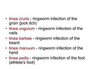 • tinea cruris - ringworm infection of the
groin (jock itch)
• tinea unguium - ringworm infection of the
nails
• tinea barbae - ringworm infection of the
beard
• tinea manuum - ringworm infection of the
hand
• tinea pedis - ringworm infection of the foot
(athlete's foot)
 