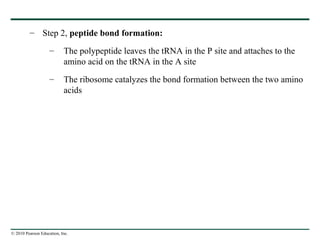 © 2010 Pearson Education, Inc.
– Step 2, peptide bond formation:
– The polypeptide leaves the tRNA in the P site and attaches to the
amino acid on the tRNA in the A site
– The ribosome catalyzes the bond formation between the two amino
acids
 