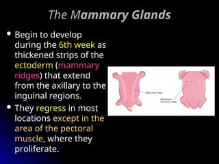 The M
The Mammary
ammary Glands
Glands
 Begin to develop
Begin to develop
during the
during the 6th week
6th week as
as
thickened strips of the
thickened strips of the
ectoderm
ectoderm (
(mammary
mammary
ridges
ridges) that extend
) that extend
from the axillary to the
from the axillary to the
inguinal regions.
inguinal regions.
 They
They regress
regress in most
in most
locations
locations except in the
except in the
area of the pectoral
area of the pectoral
muscle
muscle, where they
, where they
proliferate.
proliferate.
 