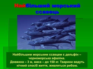 Найбільший морський
ссавець
Найбільшим морським ссавцем є дельфін –
чорноморська афаліна.
Довжина – 3 м, маса – до 150 кг. Тварини ведуть
нічний спосіб життя, живляться рибою.
 