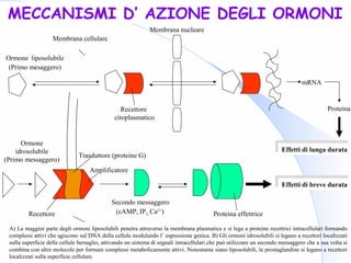 mRNA
Proteina
Effetti di lunga durataEffetti di lunga durata
Ormone liposolubile
(Primo mesaggero)
Membrana nucleare
Recettore
citoplasmatico
Effetti di breve durataEffetti di breve durata
Membrana cellulare
Amplificatore
Trasduttore (proteine G)
Recettore
Ormone
idrosolubile
(Primo messaggero)
Proteina effettrice
Secondo messaggero
(cAMP, IP3, Ca2+
)
MECCANISMI D’ AZIONE DEGLI ORMONI
A) La maggior parte degli ormoni liposolubili penetra attraverso la membrana plasmatica e si lega a proteine recettrici intracellulari formando
complessi attivi che agiscono sul DNA della cellula modulando l’ espressione genica. B) Gli ormoni idrosolubili si legano a recettori localizzati
sulla superficie delle cellule bersaglio, attivando un sistema di segnali intracellulari che può utilizzare un secondo messaggero che a sua volta si
combina con altre molecole per formare complessi metabolicamente attivi. Nonostante siano liposolubili, le prostaglandine si legano a recettori
localizzati sulla superficie cellulare.
 