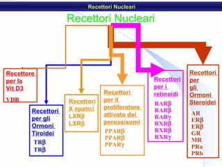 Recettori Nucleari
AR
ERβ
ERβ
GR
MR
PRa
PRb
Recettori
per
gli
Ormoni
SteroideiRARβ
RARβ
RARγ
RXRβ
RXRβ
RXRγ
Recettori
per i
retinoidiRecettori
per il
proliferatore
attivato dei
perossisomi
PPARβ
PPARβ
PPARγTRβ
TRβ
Recettori
per gli
Ormoni
Tiroidei
Recettori NucleariRecettori Nucleari
Recettori
X epatici
LXRβ
LXRβ
VDR
Recettore
per la
Vit D3
 