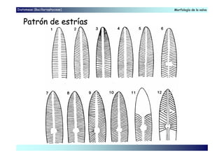 Diatomeas (Bacillariophyceae) Morfología de la valvaMorfología de la valva
Patrón de estríasPatrón de estrías
 