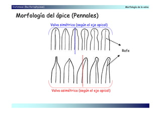 Diatomeas (Bacillariophyceae) Morfología de la valvaMorfología de la valva
Morfología del ápice (Morfología del ápice (PennalesPennales))
Rafe
Valva asimétrica (según el eje apical)
Valva simétrica (según el eje apical)
 
