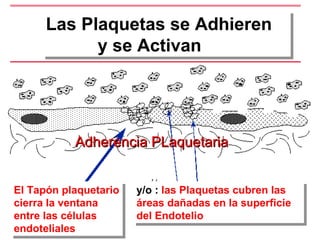 Adherencia PLaquetaria  Las Plaquetas se Adhieren    y se Activan El Tapón plaquetario cierra la ventana entre las células endoteliales y/o :  las Plaquetas cubren las áreas dañadas en la superficie del Endotelio 
