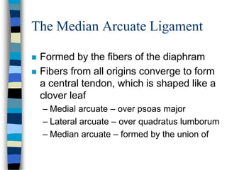 The Median Arcuate Ligament
 Formed by the fibers of the diaphram
 Fibers from all origins converge to form
a central tendon, which is shaped like a
clover leaf
– Medial arcuate – over psoas major
– Lateral arcuate – over quadratus lumborum
– Median arcuate – formed by the union of
 
