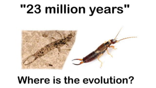 Where's the evolution