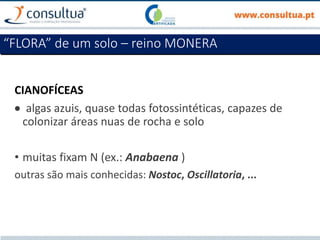 CIANOFÍCEAS
 algas azuis, quase todas fotossintéticas, capazes de
colonizar áreas nuas de rocha e solo
• muitas fixam N (ex.: Anabaena )
outras são mais conhecidas: Nostoc, Oscillatoria, ...
“FLORA” de um solo – reino MONERA
 