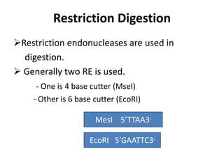 Restriction Digestion
Restriction endonucleases are used in
digestion.
 Generally two RE is used.
- One is 4 base cutter (MseI)
- Other is 6 base cutter (EcoRI)
MesI 5’TTAA3’
EcoRI 5’GAATTC3’
 