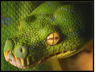 14 reptiles