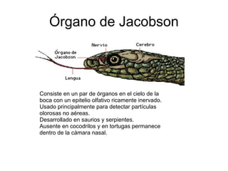 Órgano de Jacobson
Consiste en un par de órganos en el cielo de la
boca con un epitelio olfativo ricamente inervado.
Usado principalmente para detectar partículas
olorosas no aéreas.
Desarrollado en saurios y serpientes.
Ausente en cocodrilos y en tortugas permanece
dentro de la cámara nasal.
 
