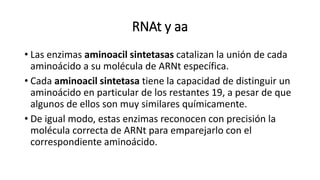 RNAt y aa
• Las enzimas aminoacil sintetasas catalizan la unión de cada
aminoácido a su molécula de ARNt específica.
• Cada aminoacil sintetasa tiene la capacidad de distinguir un
aminoácido en particular de los restantes 19, a pesar de que
algunos de ellos son muy similares químicamente.
• De igual modo, estas enzimas reconocen con precisión la
molécula correcta de ARNt para emparejarlo con el
correspondiente aminoácido.
 