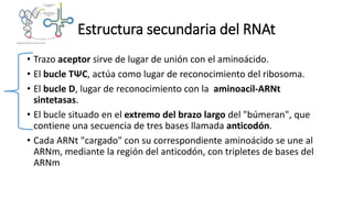 Estructura secundaria del RNAt
• Trazo aceptor sirve de lugar de unión con el aminoácido.
• El bucle TΨC, actúa como lugar de reconocimiento del ribosoma.
• El bucle D, lugar de reconocimiento con la aminoacil-ARNt
sintetasas.
• El bucle situado en el extremo del brazo largo del "búmeran", que
contiene una secuencia de tres bases llamada anticodón.
• Cada ARNt "cargado" con su correspondiente aminoácido se une al
ARNm, mediante la región del anticodón, con tripletes de bases del
ARNm
 