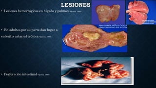 LESIONES
• Lesiones hemorrágicas en hígado y pulmón (Quiroz, 1990)
• En adultos por su parte dan lugar a
enteritis catarral crónica (Quiroz, 1990).
• Perforación intestinal (Quiroz, 1990).
 