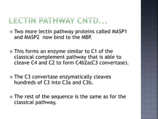  Two more lectin pathway proteins called MASP1
and MASP2 now bind to the MBP.
 This forms an enzyme similar to C1 of the
classical complement pathway that is able to
cleave C4 and C2 to form C4b2a(C3 convertase).
 The C3 convertase enzymatically cleaves
hundreds of C3 into C3a and C3b.
 The rest of the sequence is the same as for the
classical pathway,
 