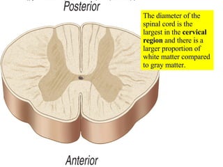 The diameter of the spinal cord is the largest in the  cervical region  and there is a larger proportion of white matter compared to gray matter. 