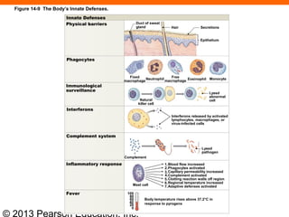 © 2013 Pearson Education, Inc.
Figure 14-9 The Body’s Innate Defenses.
Innate Defenses
Physical barriers
Phagocytes
Immunological
surveillance
Interferons
Complement system
Inflammatory response
Fever
Duct of sweat
gland Hair Secretions
Epithelium
Fixed
macrophage
Free
macrophage Eosinophil MonocyteNeutrophil
Natural
killer cell
Lysed
abnormal
cell
Interferons released by activated
lymphocytes, macrophages, or
virus-infected cells
Complement
Lysed
pathogen
Blood flow increased
Phagocytes activated
Capillary permeability increased
Complement activated
Clotting reaction walls off region
Regional temperature increased
Adaptive defenses activated
Body temperature rises above 37.2°C in
response to pyrogens
Mast cell
1.
2.
3.
4.
7.
5.
6.
100
80
60
40
20
0
 