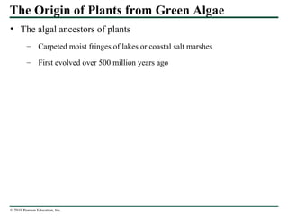 © 2010 Pearson Education, Inc.
The Origin of Plants from Green Algae
• The algal ancestors of plants
– Carpeted moist fringes of lakes or coastal salt marshes
– First evolved over 500 million years ago
 