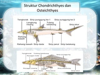 Struktur Chondrichthyes dan
Osteichthyes
 